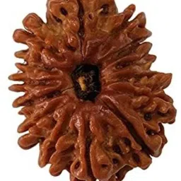 14 Mukhi Rudraksh (Brown) stone Regular Asymmetrical Crystal Stone-picture-27