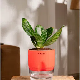 kyari Sansevieria Green Snake Plant With Pot Red-picture-3
