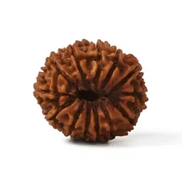 Gemsmantra Brown Wooden 13 Mukhi Nepali Rudraksha Without Pendant-image-36