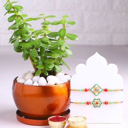 Floweraura Set Of 2 Floral Thread Rakhi With Sansevieria Plant & Roli Chawal-image-14