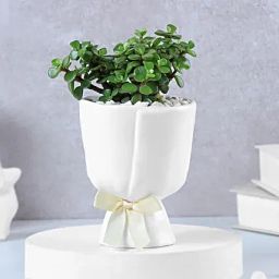White Bow Jade Beauty-image-7