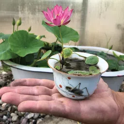Kamal Gatta Seed, Water Lotus Flower Plant seeds for Pooja, Laxmi Havan Seed-image-6