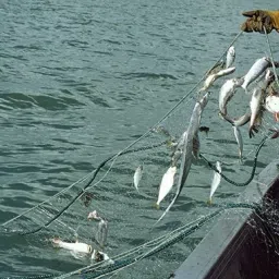 barsha fishing nets 2 Finger fishing net lead sinker Fishing Net image 4