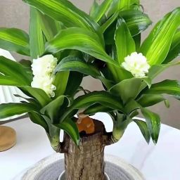 Brazilian Wood, Lucky Bamboo Plant, Water Bamboo Plant, Lucky Bamboo Straight Stick-27