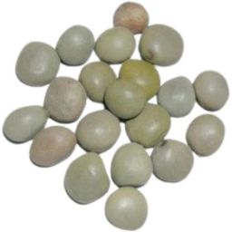 Gacha Kayalu- Fever Nut- Lata Karanj- Nicker Nuts- Letaguti Seed-21