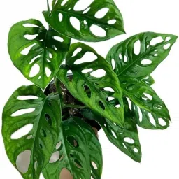 Broken Heart Plant-image-67