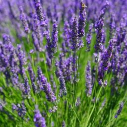 XL-243 (Lavandula Angustifolia - Vera) Munstead Seed-image-36