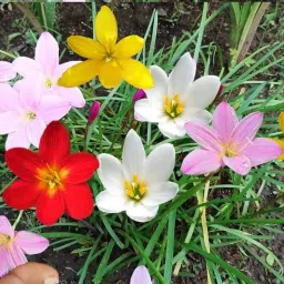 Rain Lily/Zephyranthes (Mix) Flower Bulbs Plant Seeds for All Season Gardening Seed-image-11