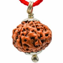 srt rudra 8 Mukhi Indonesian Rudraksha Java Bead Aath Mukhi Rudraksha Pendant 8 मुखी रुद्राक्ष 8 Face Rudraksha Blessed Ganpati Eight Face Rudraksha For Sawan Puja image 2