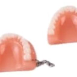 NMD Nexus Memodent Dental Lower Jaw with tooth keychain (Pack of 1) image 3