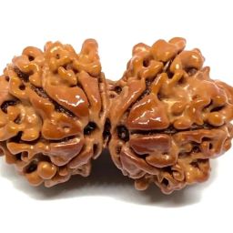 astro cart Gowri Shankar Rudraksha Bead Gauri Shankar Rudraksha Original Certified गौरीशंकर रुद्राक्ष नेपाली गौरी शंकर रुद्राक्ष Brown Combined Rudraksh 24mm Gorishankar Rudraksh for Pendent image 2