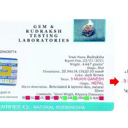 saubhagya global Ganeshji Rudraksha Siddha, from Nepal & Laboratory Certified image 1