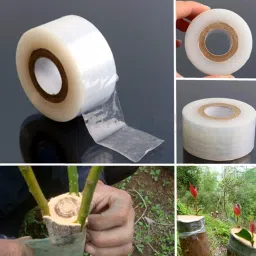 Tape 1 inch X 100m Grafting Tape Manua Grafting tape (Manual)-24