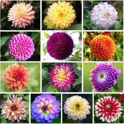 Dahlia Mix Color Flowers Seed-image-34