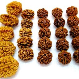 Natural 2,3,4,5,6 Mukhi (Face) Rudraksh Rudraksha (Big lot 25 pieces)~Energized Wood Pendant Set-image-1