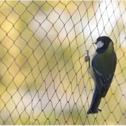 i geon Anti Bird net 10*20 Camping Net image 3