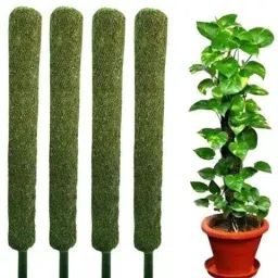 Moss Stick for Money Plant, Climbing Indoor Plants (Set of 4) Plant Container Set-image-44