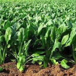 Green spinach seeds pack of 71 Seed-image-31