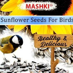 250 Grams Sunflower Seeds for Bird, Sunflower for All Birds Food 0.25 kg Dry Adult, Senior Bird Food-image-15