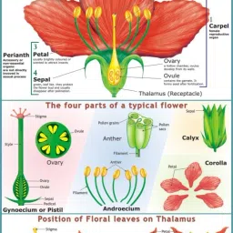 Flower Chart Paper Print-image-6