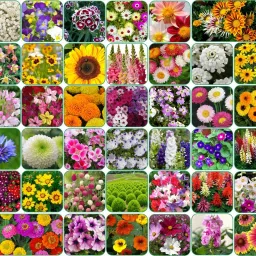 Combo of 40 variety 3500+ flower with instruction manual. Seed-31
