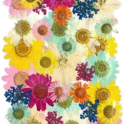 42 PCS Dried Pressed Natural Flowers For Candle Crafts DIY Resin Pendant Jewelry Multicolor Daisy Artificial Flower-picture-18