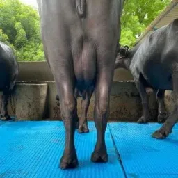 Cow Mat Waterproof Rubber Mat 8*5 Feet BPA Free For Horse. | Cow, Dog, Hamster, Guinea Pig, Miniature Pig Pet Mat-image-30