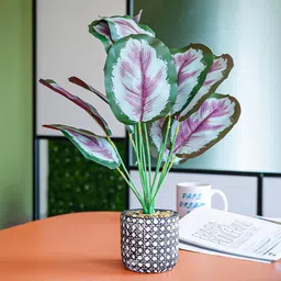 Ekhasa Purple & Green Calathea Artificial Plant With Cement Pot-20