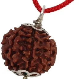 Original 7 Mukhi Nepali Rudraksha Seven Face Rudraksh Wood-11