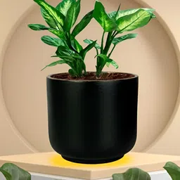 LASAKI Orin Black Small Ceramic Planters-image-67