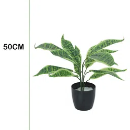 Home Bloom Green & Black Artificial Snake Plant With Pot image 2