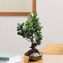 VoiDrop Yellow & Black Printed Antique Handi Flower Planters-42