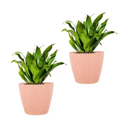 GARDEN'S NEED Pink 2 Pieces Textured Planters-17