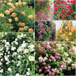 Climbing Rose Rosa Multiflora Perennial Fragrant Flower Garden Décor 100 Seeds Seed-picture-10