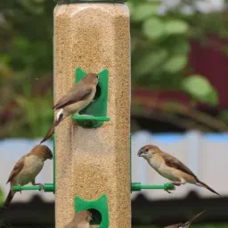 Window Bird Feeder-image-23