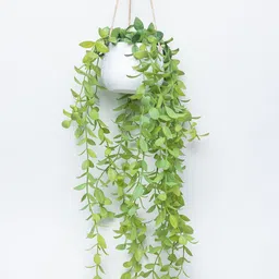 MARKET99 Green Plant With Ceramic Pot-picture-22