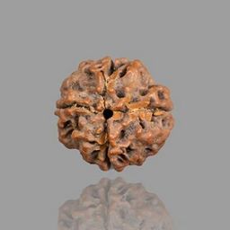 Dine Gems Real Char Mukhi Rudraksha Brahma Rudraksha 4 Faced Rudraksha Original Rudraksha Four Faced Rudraksha Chaar Mukhi Rudraksha 4 Mukhi Nepali Rudraksha Original Certified image 4