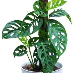 Broken Heart Plant-image-9