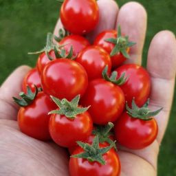 seeds Seed-image-42