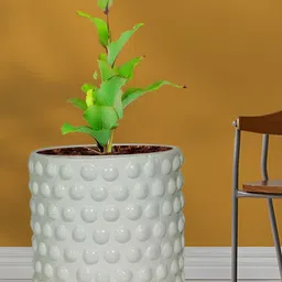 LASAKI Bubble White Small Ceramic Planters-image-66