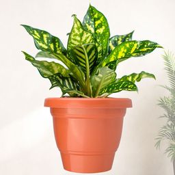Kuber Industries 10 Pcs Orange-colored & Black Lightweight Planters image 2