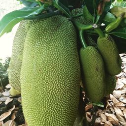 cloud farm Jackfruit Plant-picture-7