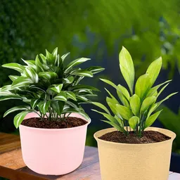 Kuber Industries 2Pcs Pink & Beige Textured Planters With Plate-47