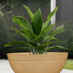 Go Hooked Lotus Bowl Brown & Green Lightweight Planter-48