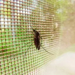buyagain HDPE - High Density Poly Ethylene Infants Washable 2X5 FT ivory Window Mosquito Net Stitched with Nylon Closure Insect Net Mosquito Net image 4