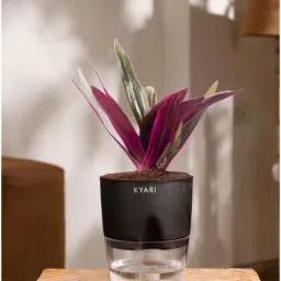 kyari Oyster Plant With Self Wateringing 4Inch Pot- Black-picture-21