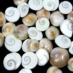 Navyaksh White Metal Gomti Chakra Showpiece-image-62