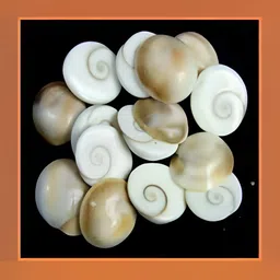 Navyaksh White Gomti Chakra Showpiece-image-61