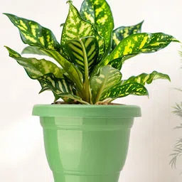 Kuber Industries Set Of 3 Plastic 2-Layer Planters image 2