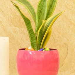 SONE KEY CHIDIYA Maroon Indoor Apple Bowl Planter-image-19